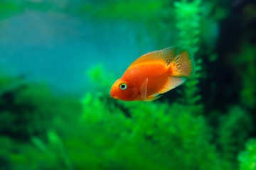 Red Blood Parrot Cichlid in aquarium plant green background. Funny orange colorful fish - hobby...