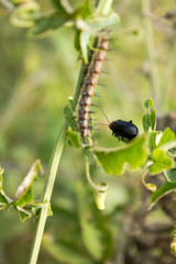 Insects among green plants