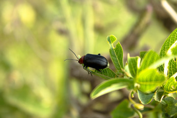 Insects among green plants