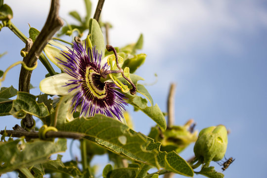 pasiflora flower 