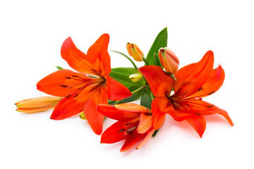 Lily flower with buds isolated on a white background.