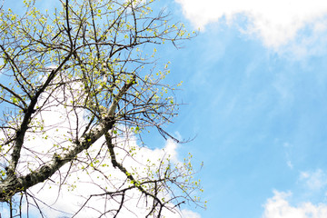 Tree in early spring. Bottom view.