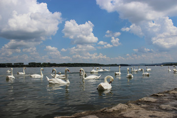 Group of Swans on the Danube with blue sky and clouds in the background