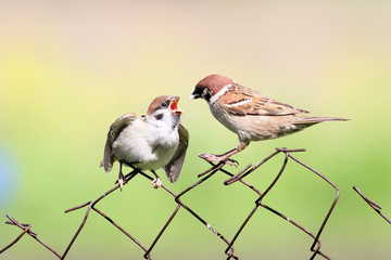feeding Chicks bird on old fence netting