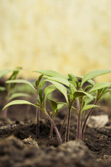 the tomato sprout