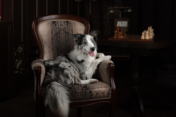 Border collie dog merle color in interior studio
