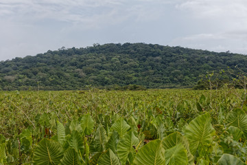 Fototapeta na wymiar L'arum arborescent ou moucou-moucou envahissant les marais de Kaw en Guyane française