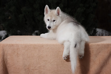Cute Puppy Siberian Husky