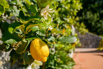 Naklejka premium Lemon tree with ripe fruits in an italian garden near the mediterranean sea, Italy Europe