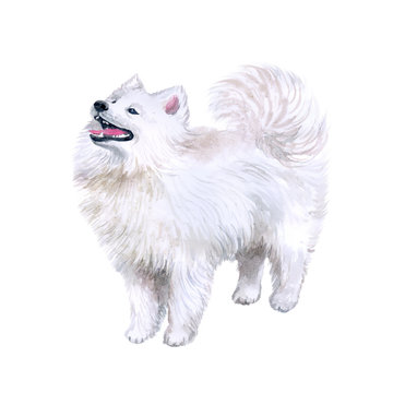 Watercolor closeup portrait of cute Samoyed breed dog isolated on white background. Longhair fluffy white herdig dog. Hand drawn sweet home pet. reindeer herders dogs. Greeting card design. Clip art
