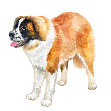 Watercolor closeup portrait of large Swiss Saint St Bernard breed dog isolated on white background. Large longhair working dog in Swiss Alps. Hand drawn sweet home pet. Greeting card design. Clip art