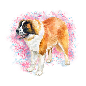 Watercolor closeup portrait of large Swiss Saint St Bernard breed dog isolated on abstract background. Large longhair Swiss Alps working dog. Hand drawn sweet home pet. Greeting card design clip art