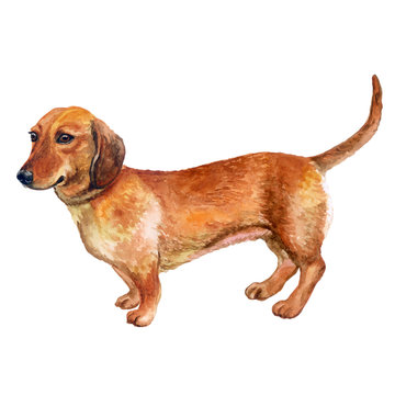 Watercolor closeup portrait of smooth german Dachshund dog isolated on white background. Popular short-legged, long-bodied, hound-type dog breed. Hand drawn home pet. Greeting card design. Clip art