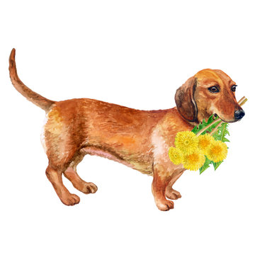Watercolor closeup portrait of smooth german Dachshund dog isolated on white background. Sweet dog holding taraxacum, dandelion flowers bouquet. Hand drawn home pet. Greeting card design. Clip art