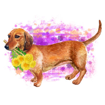 Watercolor closeup portrait of smooth german Dachshund dog isolated on pink background. Sweet dog holding taraxacum, dandelion flowers bouquet. Hand drawn home pet. Greeting card design. Clip art