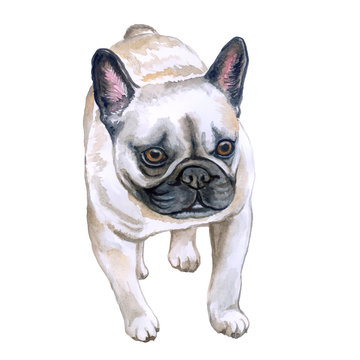 Watercolor closeup portrait of French bulldog dog isolated on white background. Shorthair Frenchie dog. Black masked. Hand drawn sweet home pet. Popular small breed dog. Greeting card design. Clip art