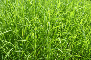 long green grass background