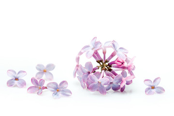 Fototapeta na wymiar Lilac flowers isolated on white