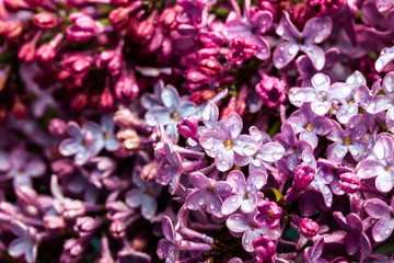 Lilac flowers background