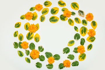 Green and yellow leaves isolated on white