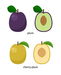  Fruits of plum and cherry-plum and their cross-sections