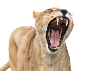 Naklejka premium Mighty lioness