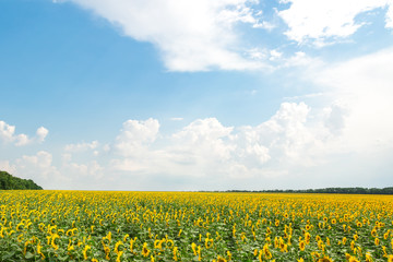Fototapeta premium field of sunflowers on a blue sky background