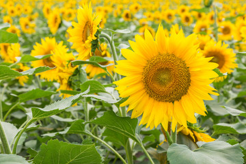 field of blooming sunflowers