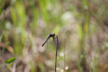 Dragonfly