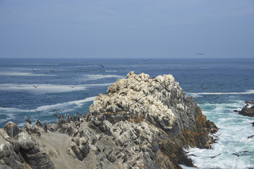 Seabirds on guano covered rocks on the coast of Chile where the Atacama Desert meets the Pacific...