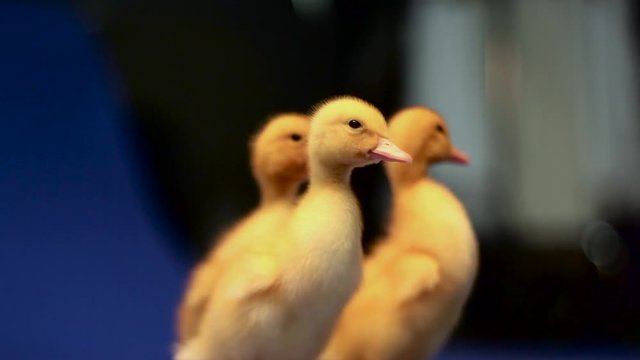 Ducklings on Photography