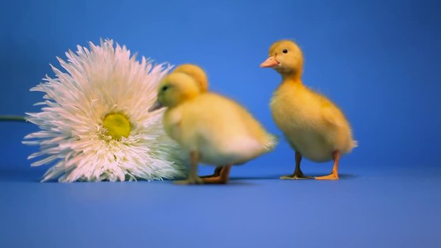 Ducklings and Flower