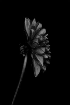 Single flower against plain background, black and white