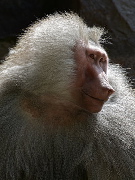 Portrait of monkey, outdoors