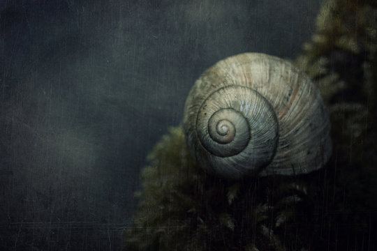 Snail, close-up
