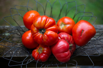 Fresh red tomatoes in metal basket