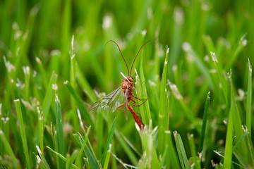 Red Dragonfly