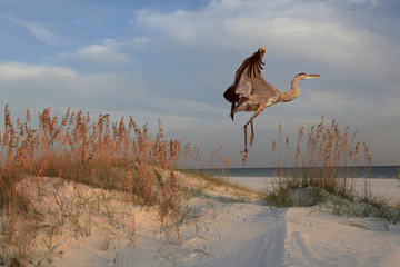 Great Blue Heron on Sunrise Beach