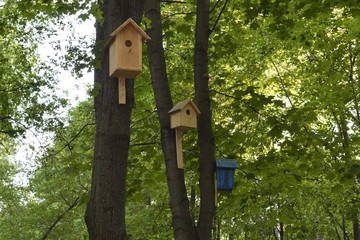 Nesting boxes in the forest