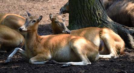 Group of female and male deers