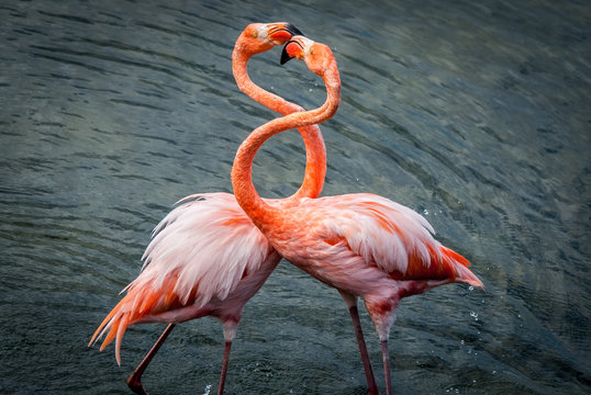 Pink flamingos sparring