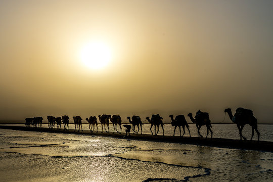 Silhouette of camel caravan