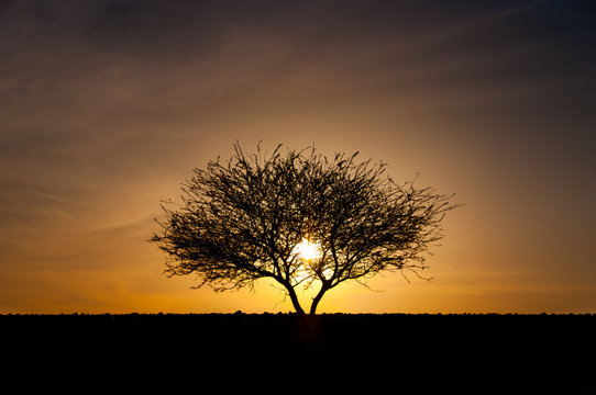 Silhouette of tree in desert at sunset