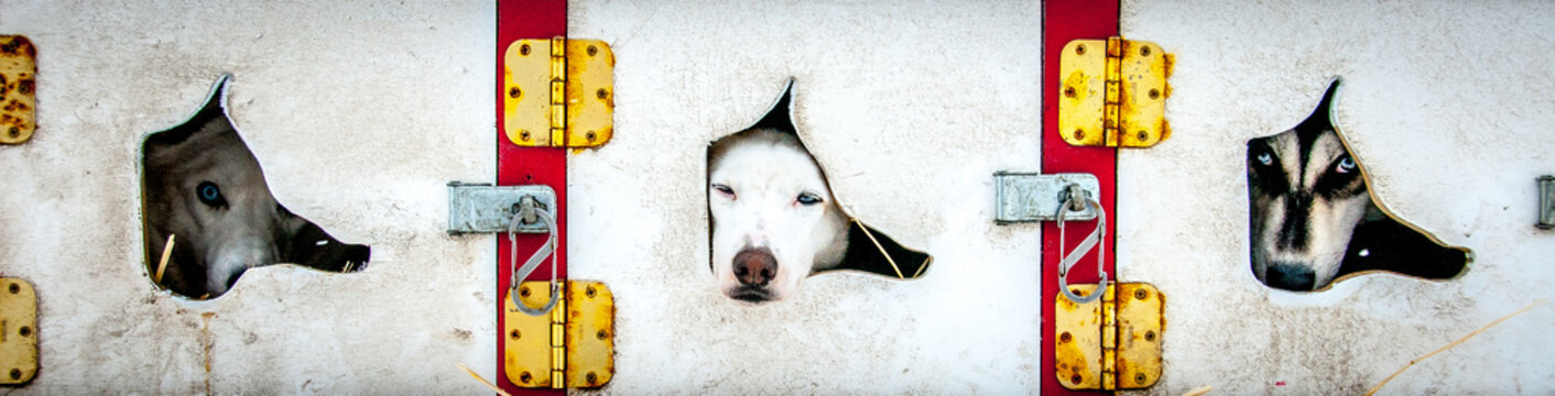 Dogs peeping through gap in kennels