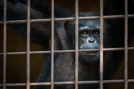 Monkey in cage looking through metal bars at camera
