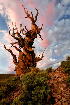 Pine Tree, California