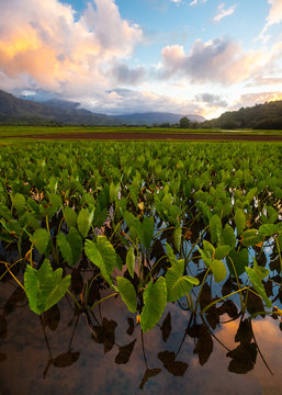 Taro Plants Kauai Hawaii