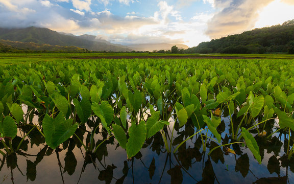 Taro Crops Kauai Hawaii