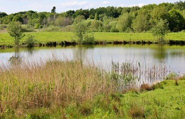 Beautiful panoramic view of small lake surrounded by wetland