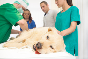 veterinarian or doctor checking up golden retriever dog at vet clinic